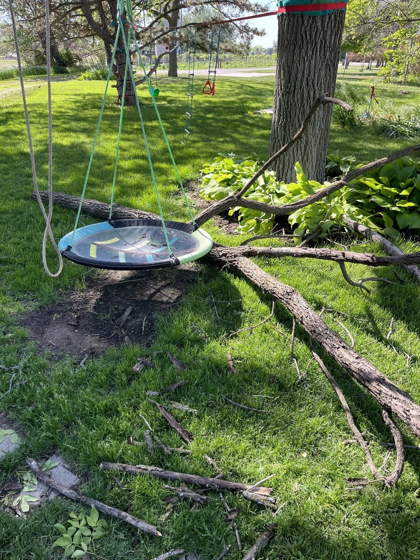 A circular swing hangs from a tree near fallen branches on a grassy area.
