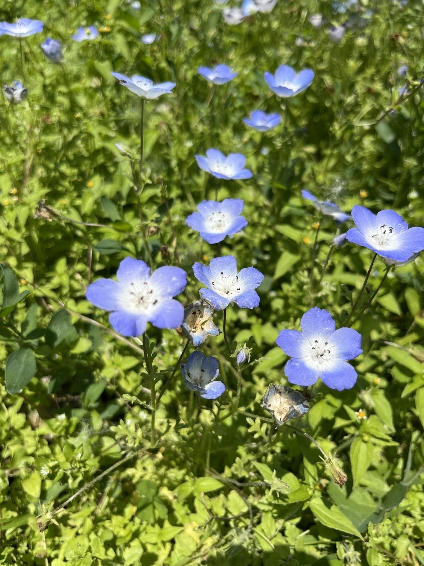 Vibrant blue flowers with white centers are blossoming in a lush green foliage. 