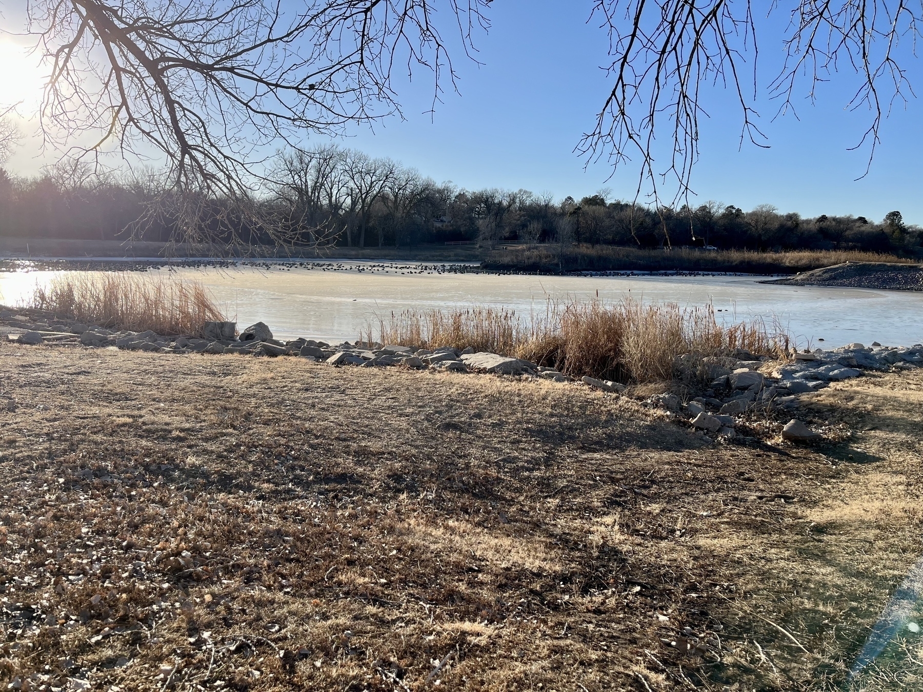 A frozen pond with geese surrounded by dry grass and trees under a clear blue sky, with sunlight casting shadows on the ground