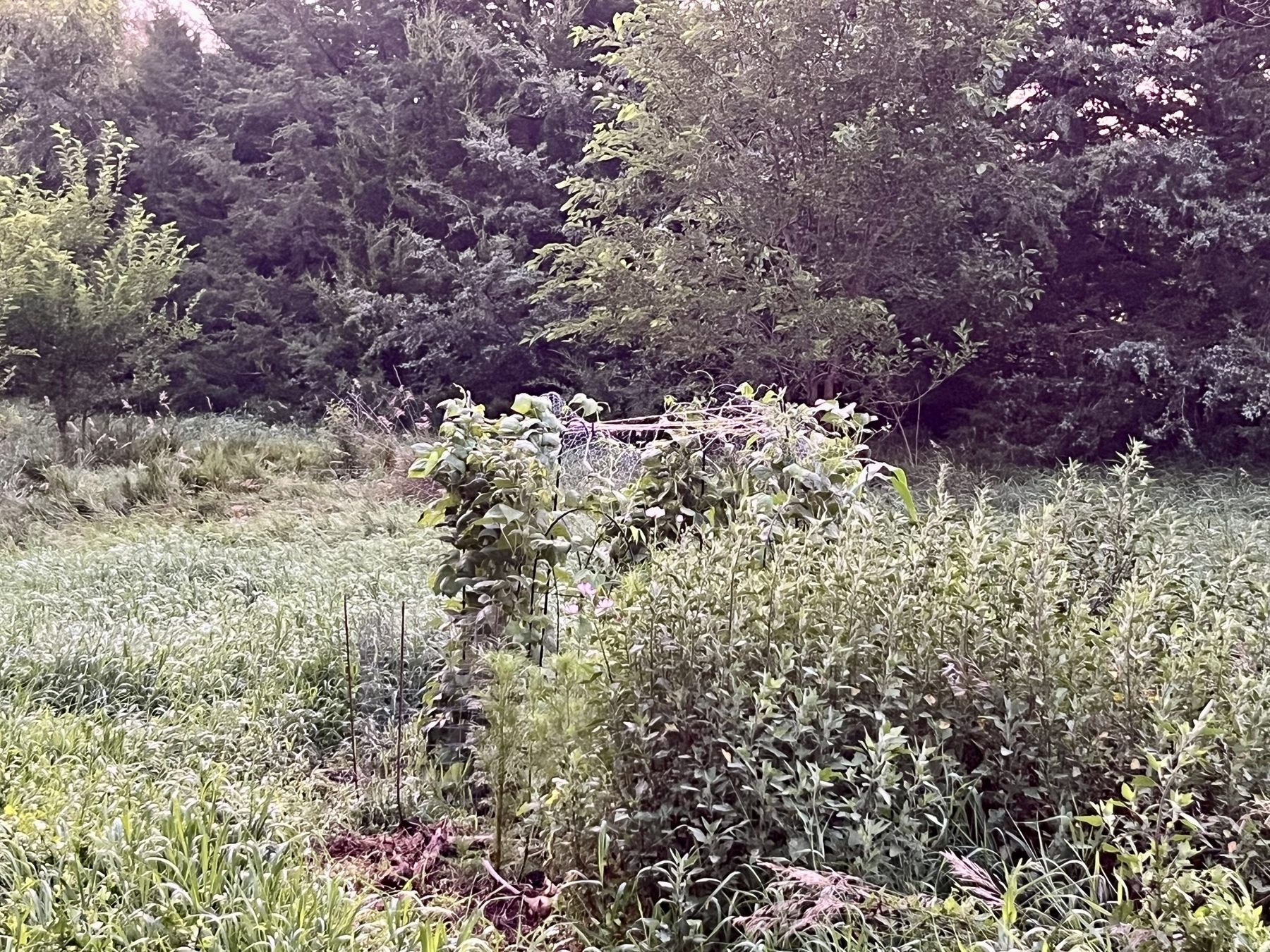 A green bean fort and green garden area is surrounded by tall grass and trees.