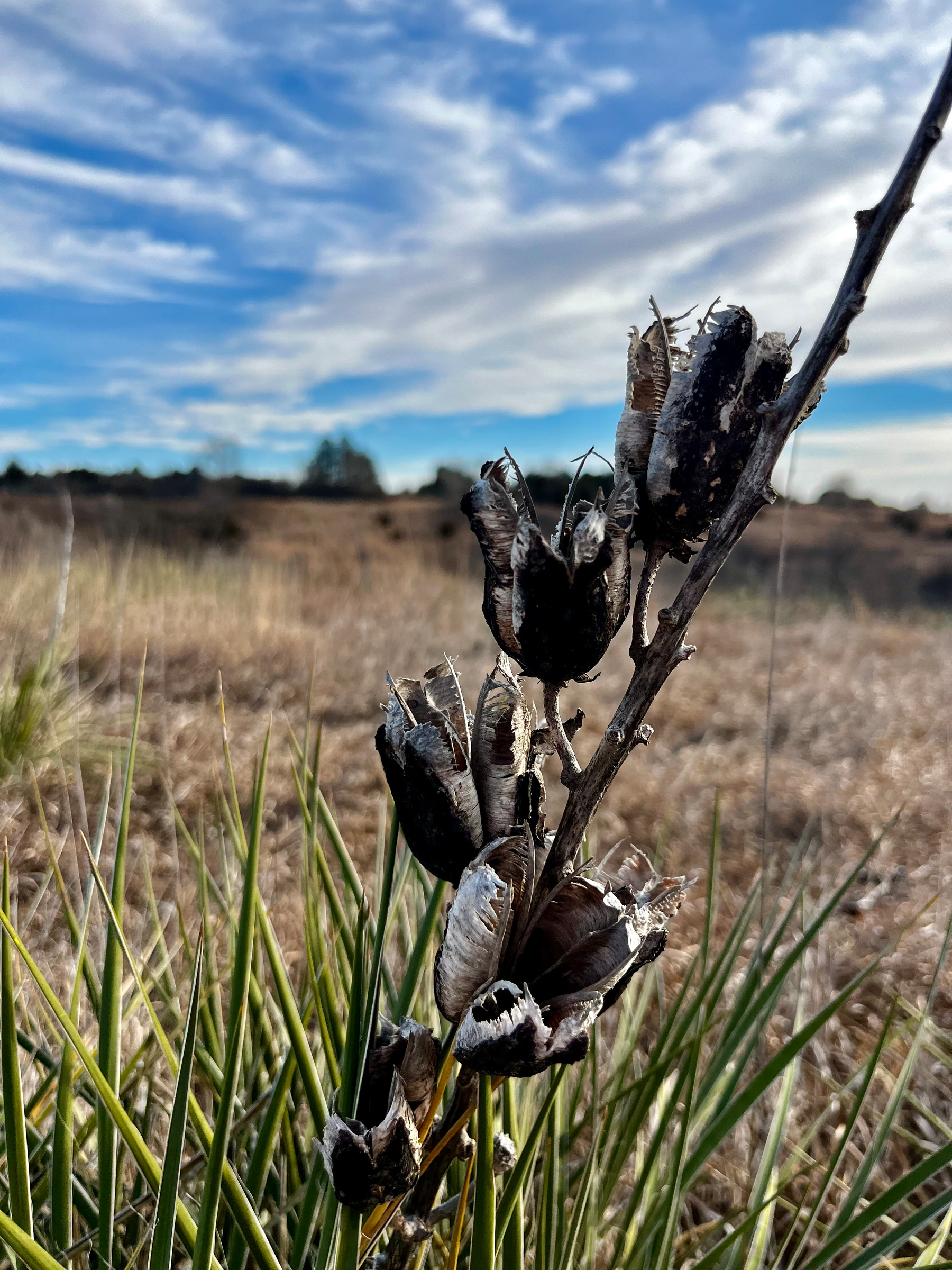 A dried plant with dark seed pods is set against a backdrop of grassy fields and a partly cloudy sky.