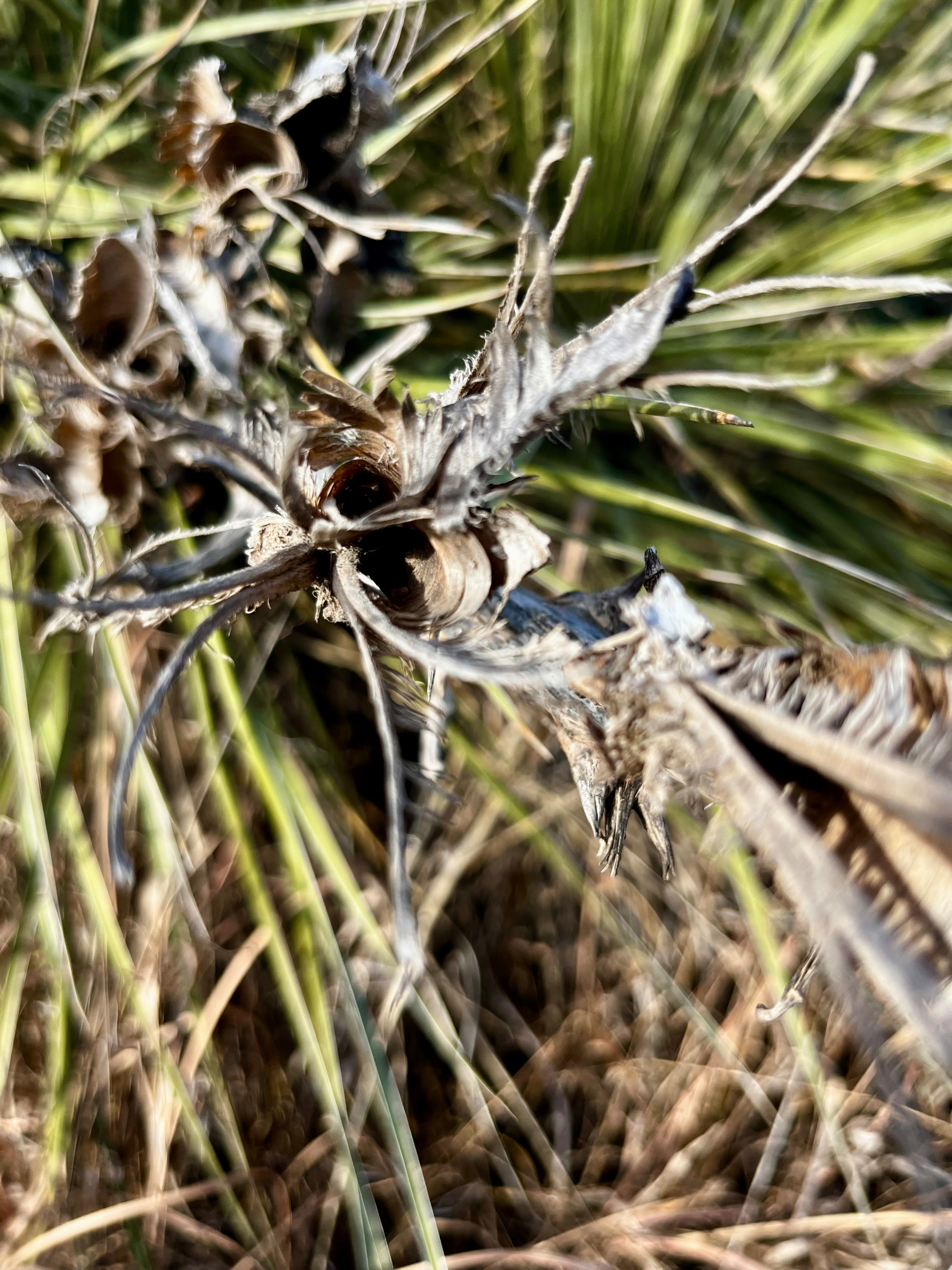 A close-up view of a dry, spiral-shaped plant with sharp, pointed leaves and blurred green foliage in the background.